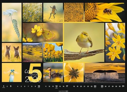 Kalender 'Colours of Nature' 2026: Großer Foto-Wandkalender im Querformat (68x49cm)
